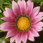 Afbeelding Gazania rigens Pink Shades
